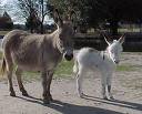 donkey.jpg