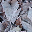 Frostyleaves105px.jpg
