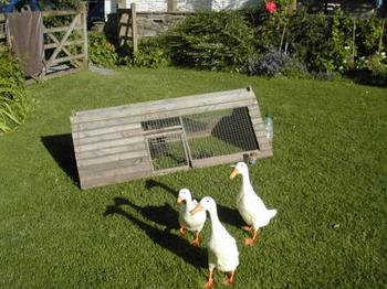 Ducks